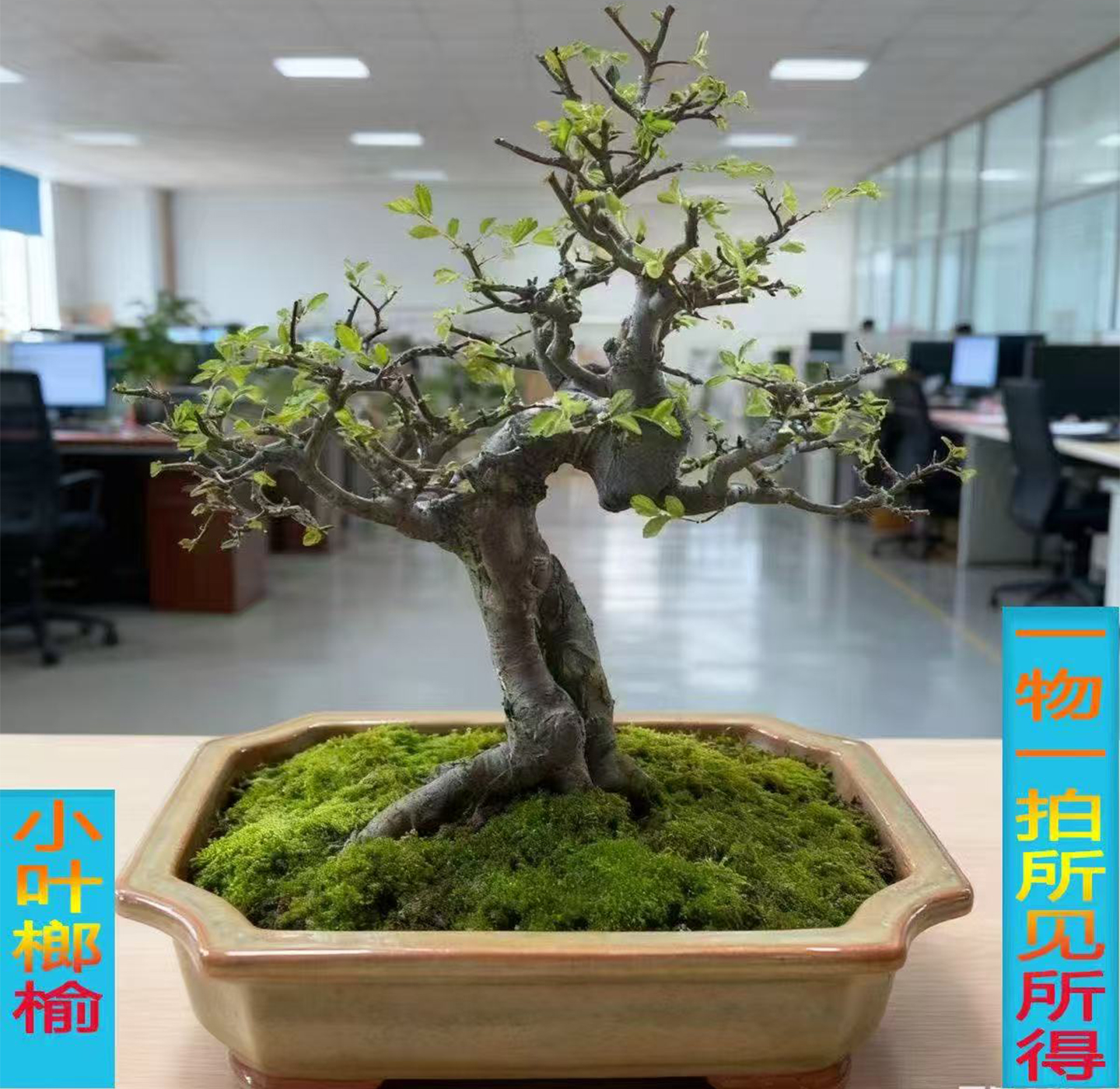 小叶榔榆盆景老桩盆栽阳台花卉办公室植物矮霸客厅造型窗台好养活