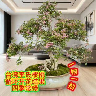 台湾李氏樱桃盆景老桩盆栽阳台花卉办公室植物客厅造型窗台结果