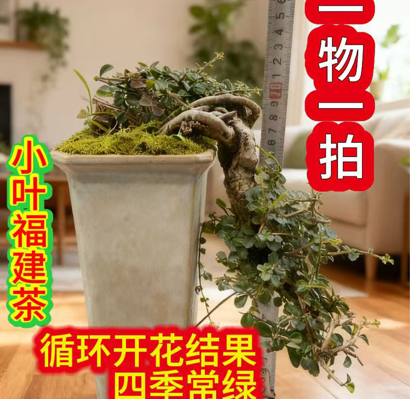 小叶福建茶悬崖造型盆景老桩盆栽造型盆景