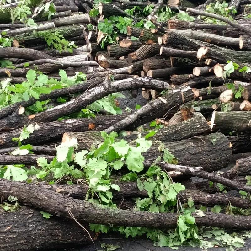 生材耐烧青岗木柴火柏树户外篝火木柴野炊灶壁炉取暖熏腊肉包邮