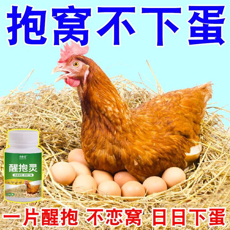 醒抱灵母鸡催醒不抱窝鸡鸭鹅鸽离抱窝恋窝趴窝孵蛋养殖饲料添加剂