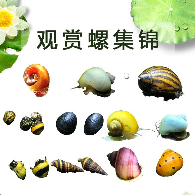 鱼缸吃粪螺除藻工具螺 除鱼粪缸壁除藻螺冷水观赏螺淡水清洁清理