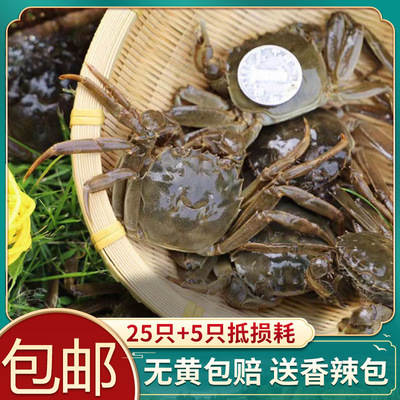 三元蟹25只小螃蟹六月黄鲜活