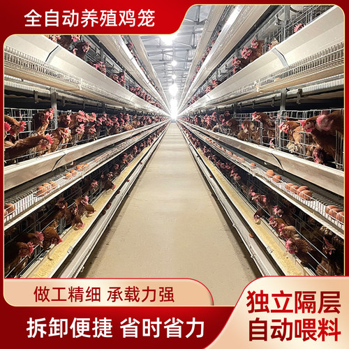 立式H型全自动蛋鸡笼四层清粪鸽子笼层叠式养鸡设备鹌鹑养殖笼具