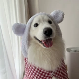 Самоед золотой свитер одежду питомец