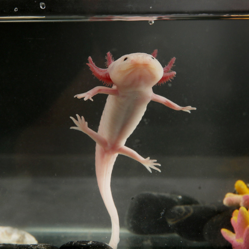 【包活】六角恐龙鱼蝾螈活物冷水淡水鱼好养耐活金鱼锦鲤观赏鱼,宠物/宠物食品及用品,鱼,淘宝优惠券,粉丝福利购,淘宝优惠卷