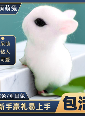 小白兔子迷你茶杯小型宠物兔室内好养活动物侏儒垂耳荷兰凤眼海棠