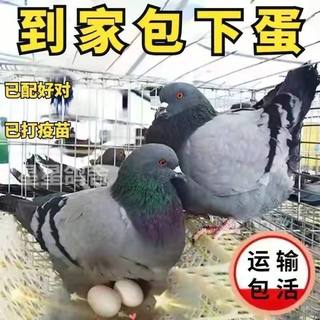 鸽子活物一对元宝鸽种鸽下蛋繁殖观赏鸽信鸽青年鸽幼鸽落地王包活