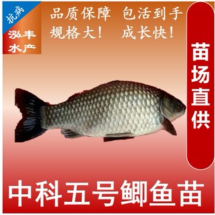 鱼苗淡水 养殖 食用鲫鱼苗 正宗中科五号良种鱼苗 抗病强长势快