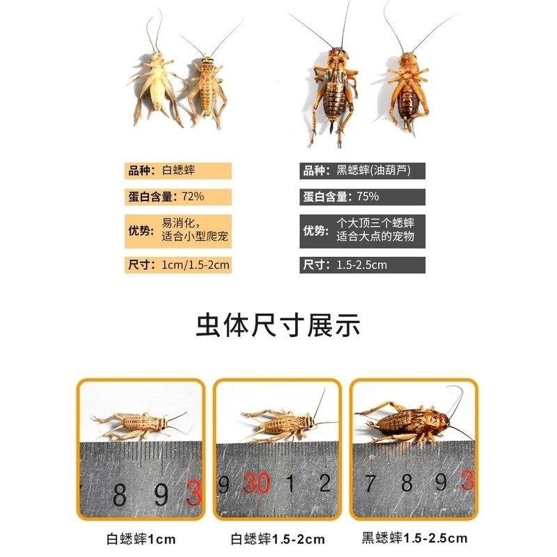 白蟋蟀黑蟋蟀针头蟋蟀活体蛐蛐油葫芦龙鱼角蛙守宫蜥蜴蜘蛛鸟食