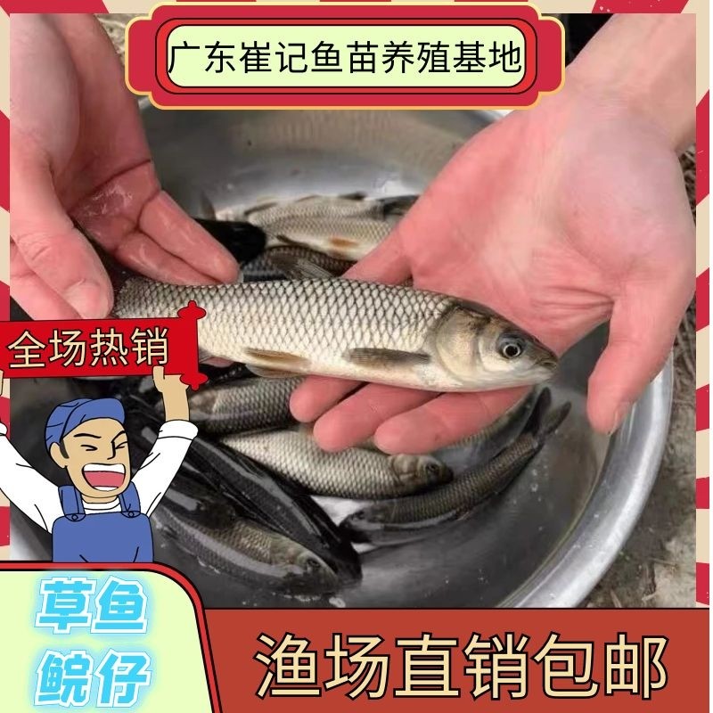 草鱼苗淡水活体小鱼苗好养殖食用活物冷水观赏鱼特大全草鱼活鱼苗