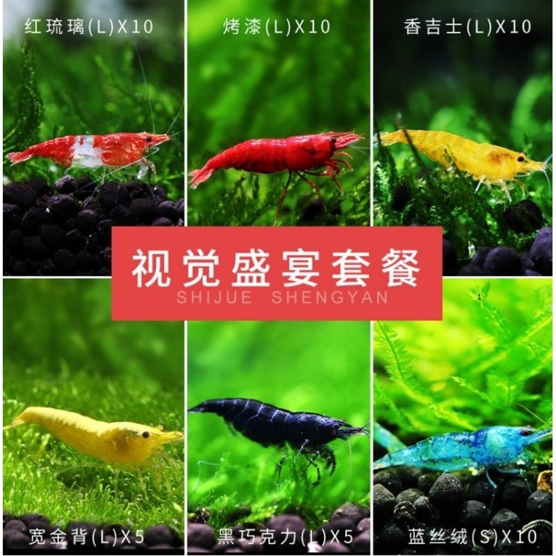 除藻虾工具虾观赏虾淡水鲜活体极火虾水晶虾黑壳虾樱花虾原生包邮