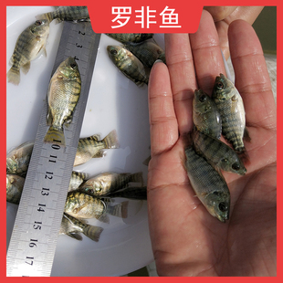 罗非鱼苗特大种脆肉新吉富全雄性罗非鱼活体淡水养殖食用单性鱼苗