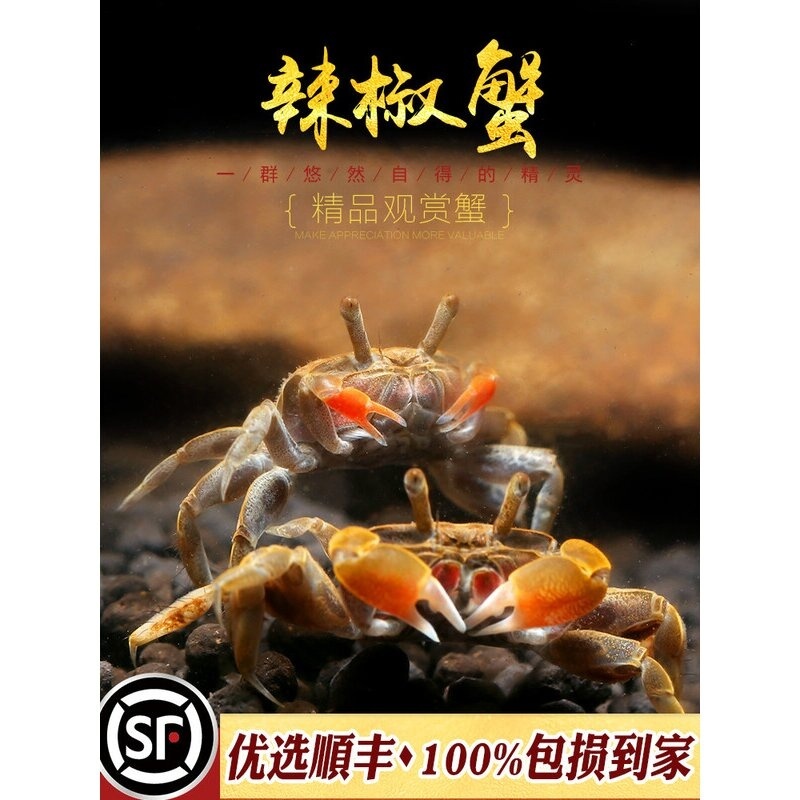 辣椒蟹冷水观赏蟹小型鱼缸热带鱼配蟹仔相手将军红宠物小河蟹活体