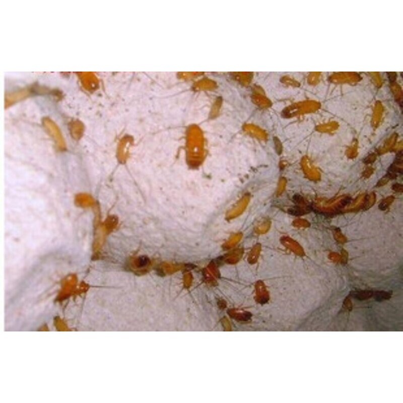 樱桃红蟑螂 幼亚成体 活体金龙鱼青蛙蜘蛛蚂蚁昆虫饲料爬虫食物