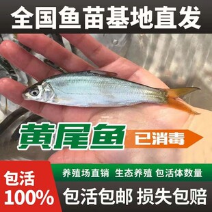 黄尾鯝鱼苗黄片鱼苗黄尾鱼苗黄鱼苗黄姑子淡水养殖鱼苗冷水鱼苗