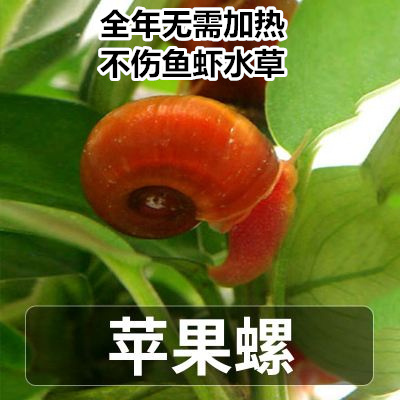 苹果螺 观赏螺 除藻工具螺 冷水螺小型清道夫无需加温 免包装包邮