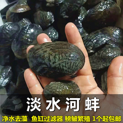 净水河蚌活体除藻螺鱼缸除藻鳑鲏鱼繁殖蚌黄金蚬不加温观赏螺包邮