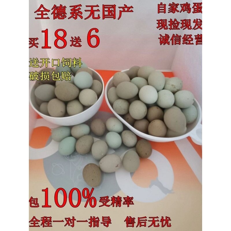 宠物鸡种蛋网红鸡受精蛋可孵化迷你蛋鹌鹑受精卵德系礼服瓦灰纯白
