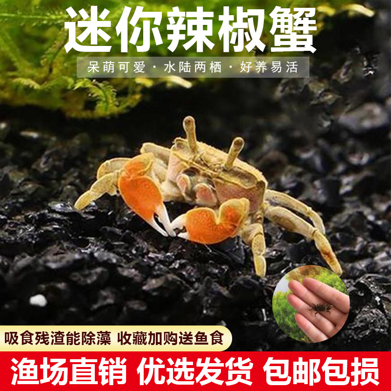 迷你蟹辣椒蟹观赏蟹可与灯科鱼孔雀鱼虾斑马鱼混养吃涡虫除藻活体