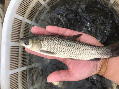草鱼苗草皖草混子小鲩鱼公分苗四大家鱼冷淡水活体好养殖食用包邮