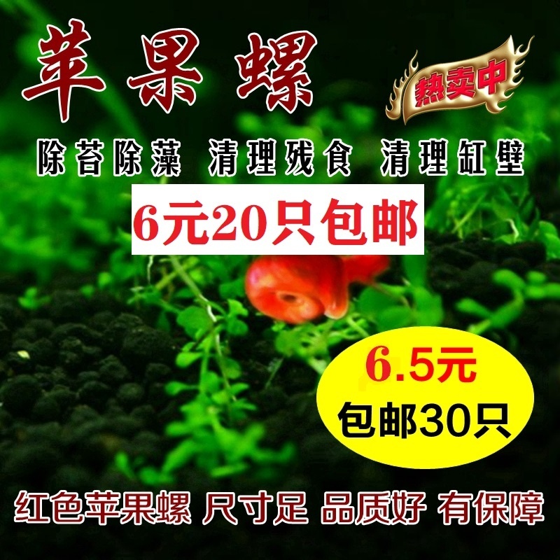 苹果螺观赏螺工具螺水族宠物活体草缸除藻龟粮食活体淡水繁殖包邮