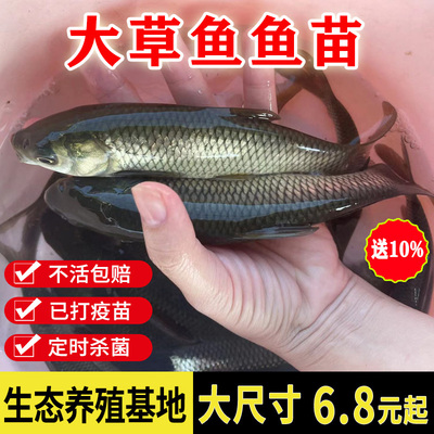 优质草鱼鱼苗活体淡水养殖鱼苗半斤食用饲料观赏鱼活物冷水草鱼苗