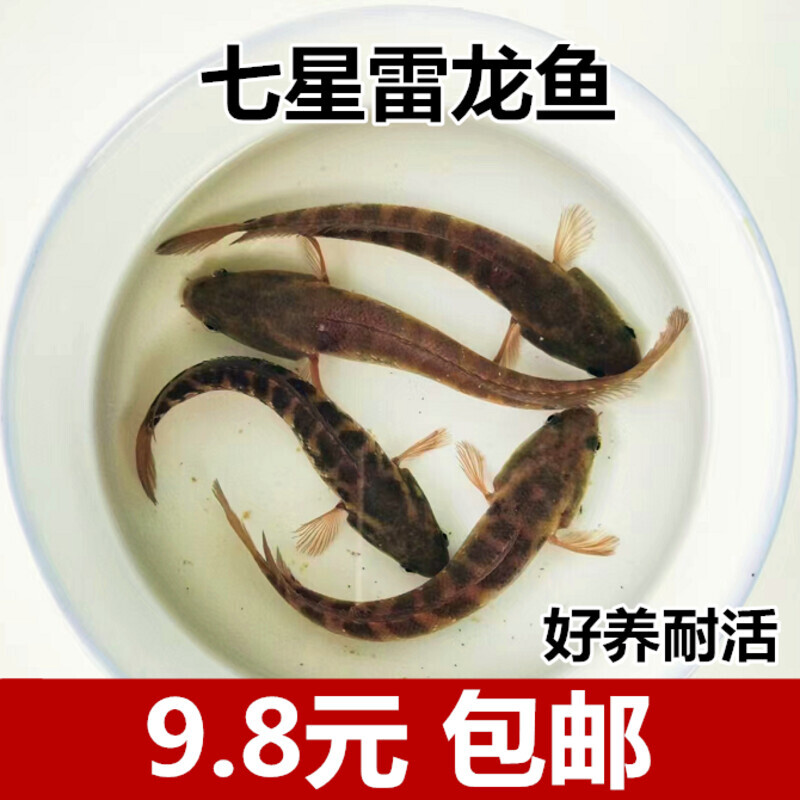 七星鱼苗淡水养殖山斑珍珠雷龙包邮贵州蛇鱼冷水观赏鱼七星鱼金鱼