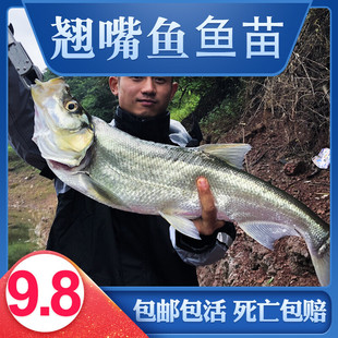 翘嘴鱼苗白鱼凶猛苗翘鲌苗淡水好养殖食用大米翘壳稀有鱼耐活包邮