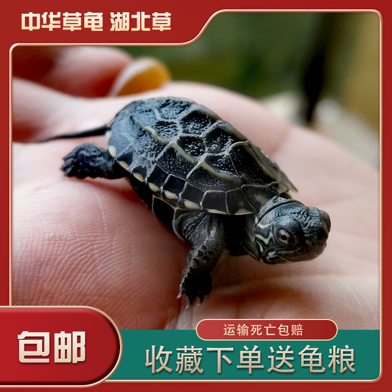 中华草龟苗外塘大头草墨龟水龟金钱情侣宠物观赏龟小乌龟活体包邮