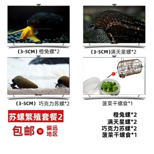 橙兔螺巧克力满天星大黄斑牛魔王印尼苏拉威西螺观赏螺活体宠物螺