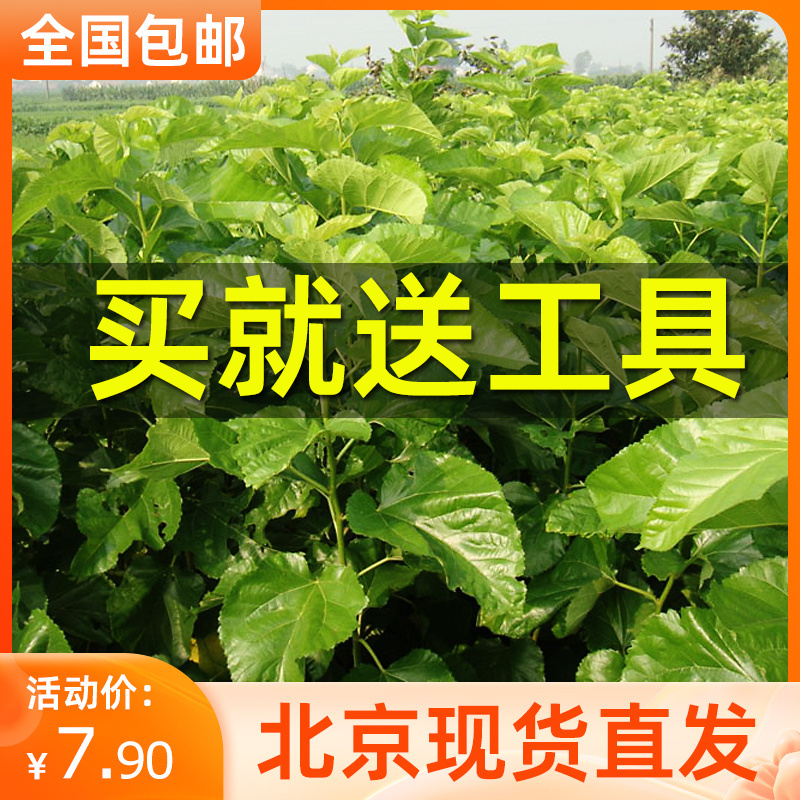 新鲜桑叶天然活体彩色蚕宝宝食物喂蚕卵养蚕套装饲料北京现摘嫩叶