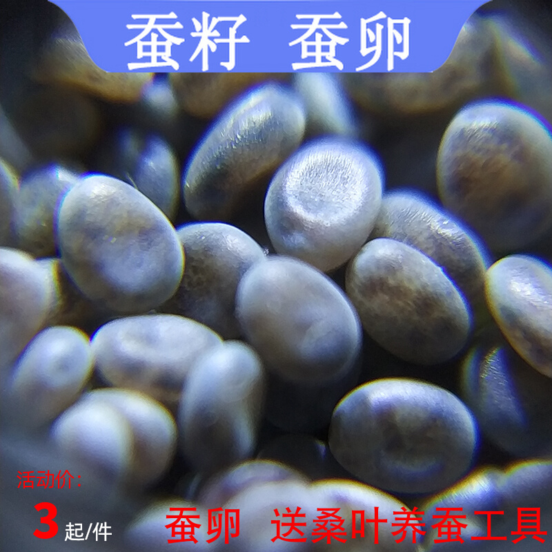 蚕宝宝蚕籽蚕卵学生养蚕套装蚕蛋天然彩蚕子金丝蚕桑叶新鲜宠物种