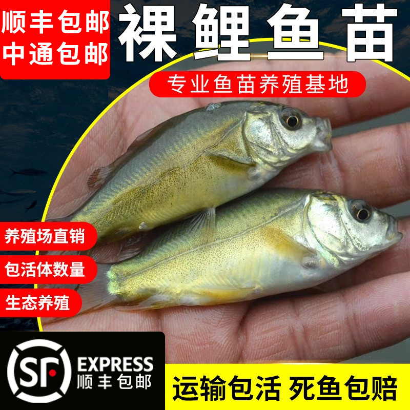 裸鲤鱼鱼苗无甲无磷小鲤鱼活体好养淡水德国境鲤养殖大食用裸斑苗