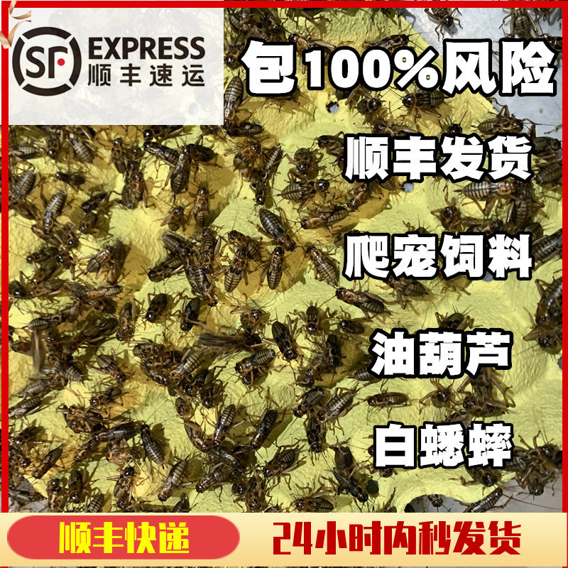 白蟋蟀油葫芦蛐蛐活体饲料喂食爬宠鬃狮角蛙守宫蜥蜴鸟龙鱼食物粮