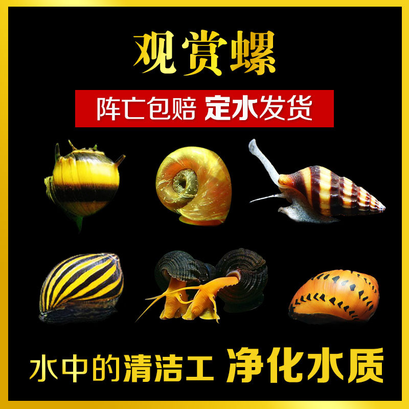 观赏螺除藻螺工具螺苹果螺紫纹神秘螺蜜蜂角螺黄金橙兔紫纹螺