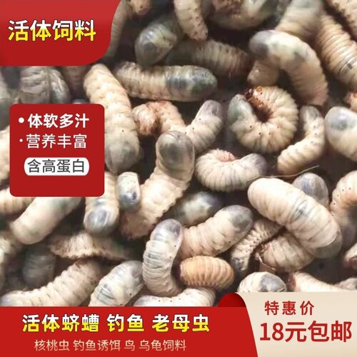 钓鱼诱饵饲料活体野钓蛴螬老母虫野钓乌龟鸟饲料