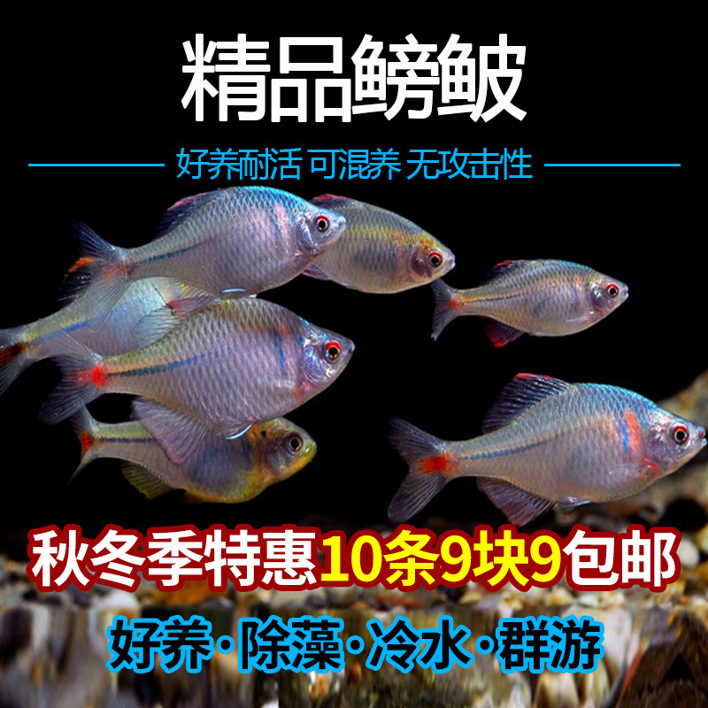鳑鲏鱼活体溪流缸除藻小型原生群游旁皮鱼好养易活淡水冷水观赏鱼