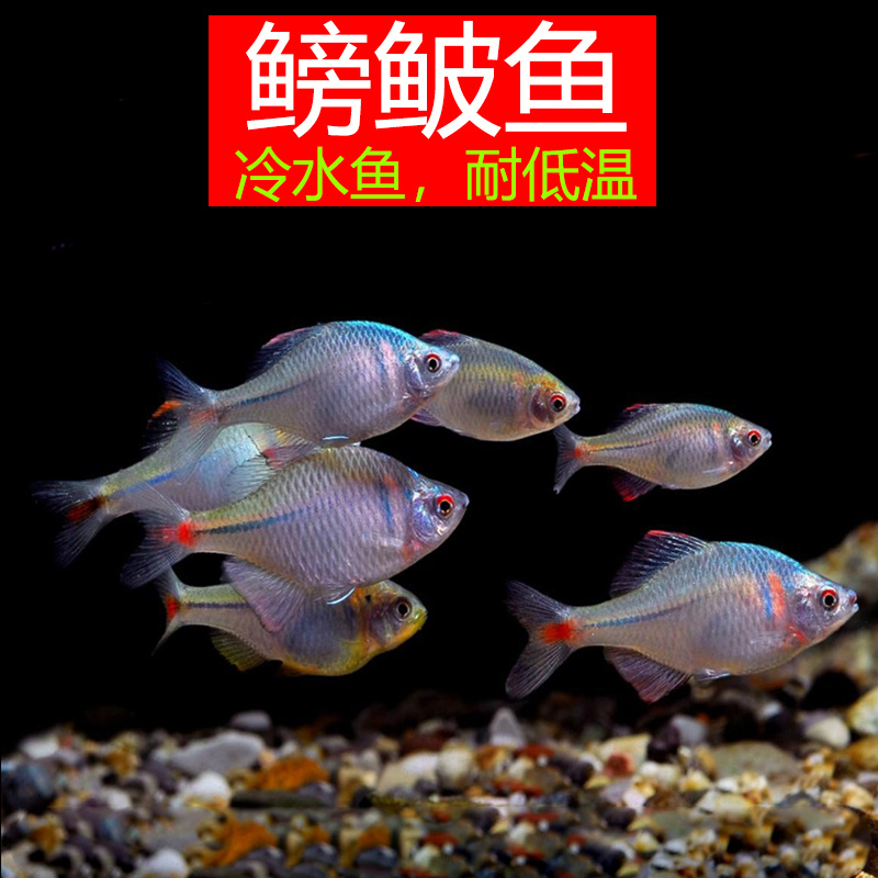 高体鳑鲏鱼条纹小鲃鱼原生态冷水观赏鱼草缸群游鱼不加温淡水鱼