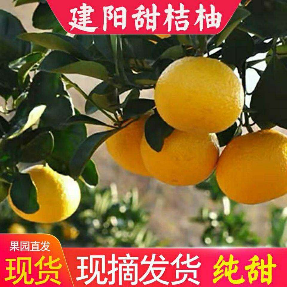 桔柚建阳福建省10斤现摘新鲜水果非庆元甜橘柚桔子甜心礼盒十斤装