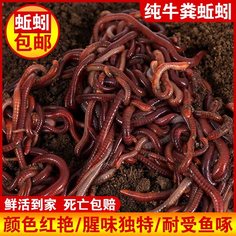 鲜活红虫公虫活体活饵喂鱼饵拉饵鲫鱼野钓黑坑钓鱼红蚯蚓鱼饵包邮