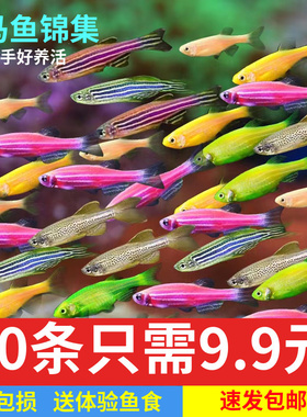 荧光斑马鱼青苹果绿斑马鱼翡翠黄色小型活鱼冷水鱼热带观赏鱼好养