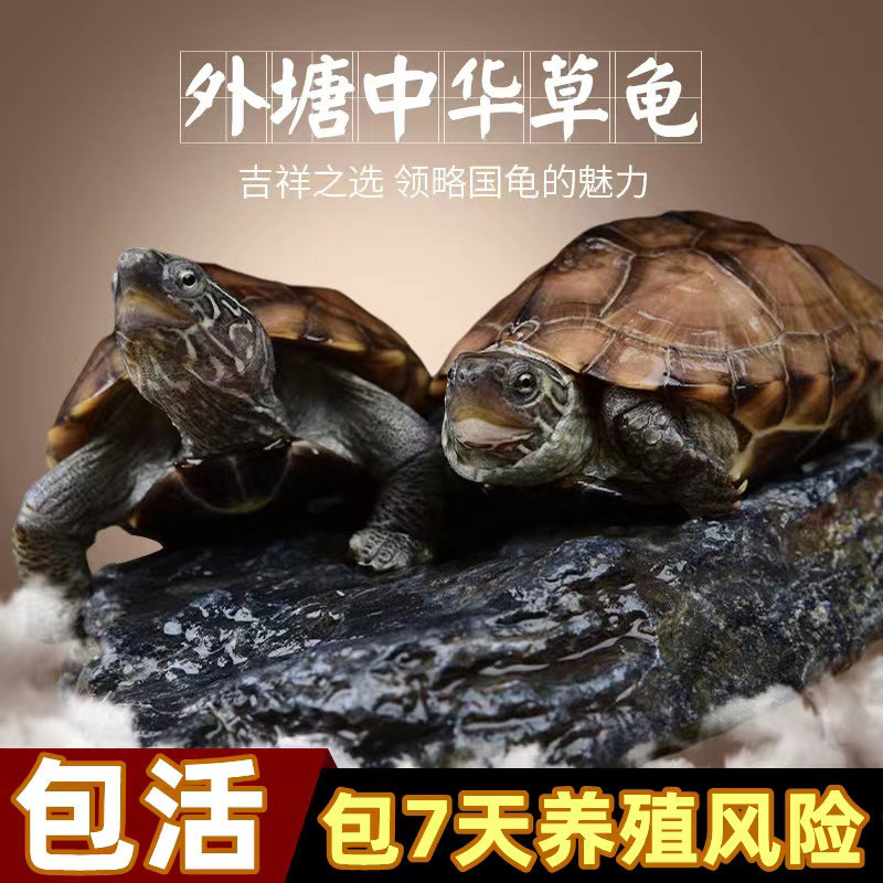 宠物活体乌龟活物中华草龟苗招财龟长寿龟外塘金线龟水陆观赏草龟
