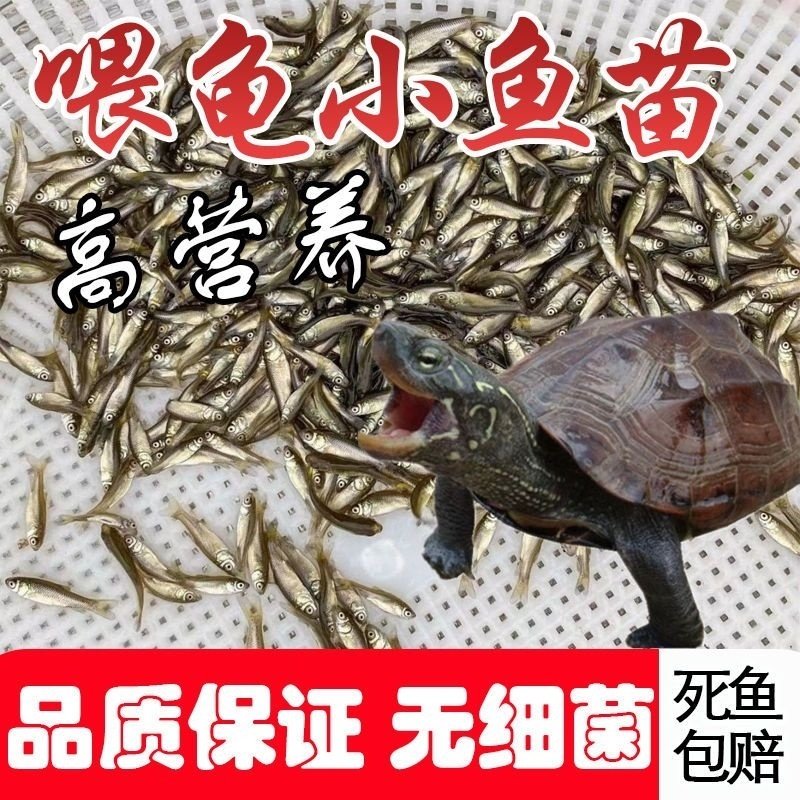 活体饲料鱼喂乌龟的小鱼苗鲫鱼苗麦穗鱼淡水鱼草鱼苗活鱼龙网红款,宠物/宠物食品及用品,鱼,淘宝优惠券,粉丝福利购,淘宝优惠卷