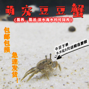 豆豆蟹谭氏泥蟹网红迷你辣椒蟹桌面爬宠生态微景观易养水族观赏蟹