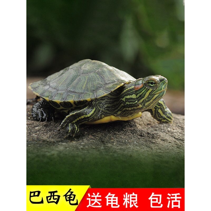 乌龟活物巴西龟小乌龟活体观赏宠物龟红耳黄金家养水龟苗大金钱龟