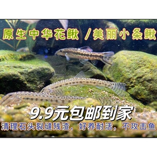 原生美丽小条鳅沙鳅花鳅壮体沙鳅观赏底层鱼清洗底沙垃圾残渣