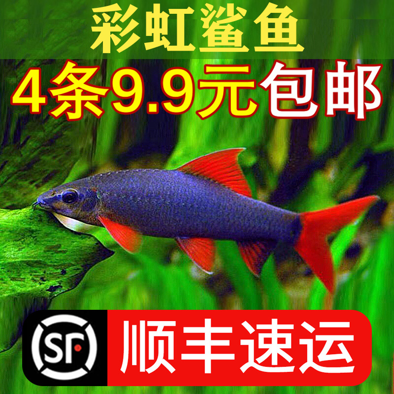 清道夫活体彩虹鲨鱼金苔鼠淡水吃粪便垃圾除藻小型除藻热带观赏鱼