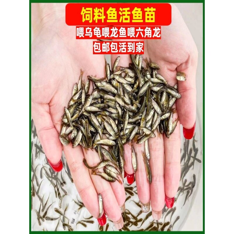 饲料鱼活鱼饲料鱼苗鱼食小鲫鱼小鱼