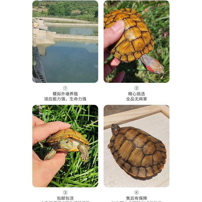 送龟粮黄金情侣龟乌龟活体小乌龟活物红耳巴西龟好养活宠物观赏龟